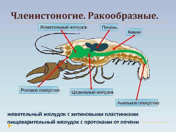 Членистоногие. Ракообразные. Жевательный желудок Ротовое отверстие Печень Кишка Цедильный желудок Анальное отверстие жевательный желудок