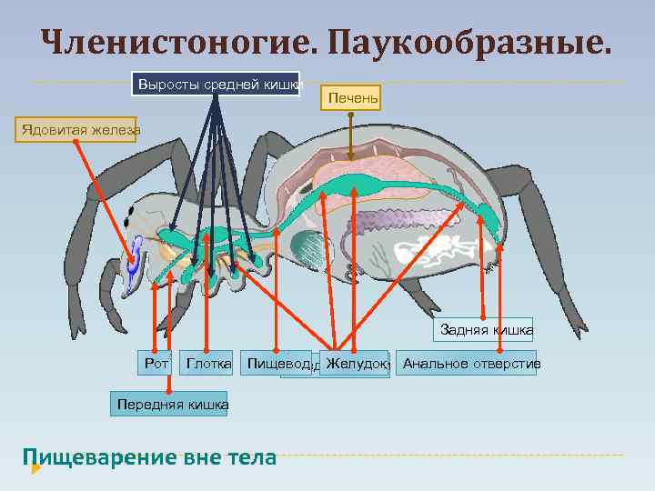 Членистоногие. Паукообразные. Выросты средней кишки Печень Ядовитая железа Задняя кишка Рот Глотка Пищевод Желудок