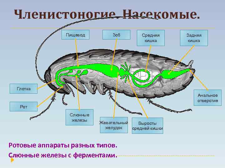 Членистоногие. Насекомые. Пищевод Зоб Средняя кишка Задняя кишка Глотка Анальное отверстие Рот Слюнные железы