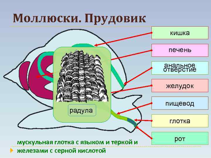 Моллюски. Прудовик кишка печень анальное отверстие желудок радула пищевод глотка мускульная глотка с языком