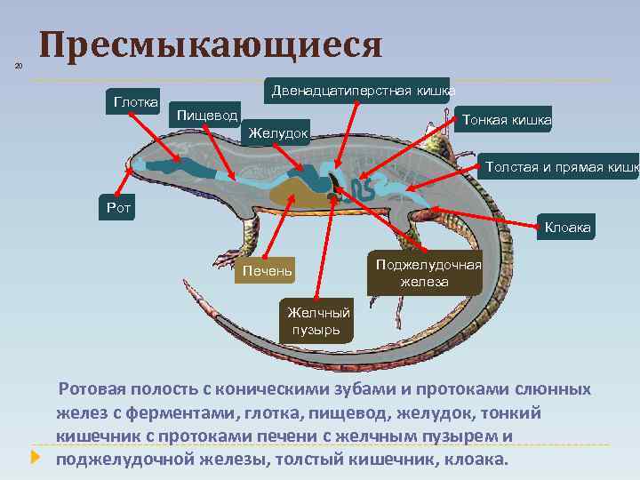 Что представляет собой клоака у пресмыкающихся. Обмен веществ рептилий. Метаболизм птиц. Обменные процессы у пресмыкающихся. Особенности обмена веществ и энергии у птиц.