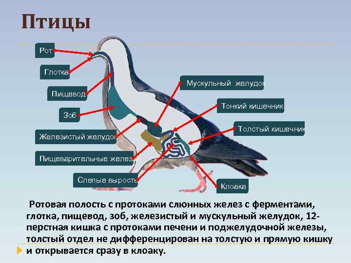 На схеме пищеварительной системы голубя мускульный желудок обозначен цифрой ответ