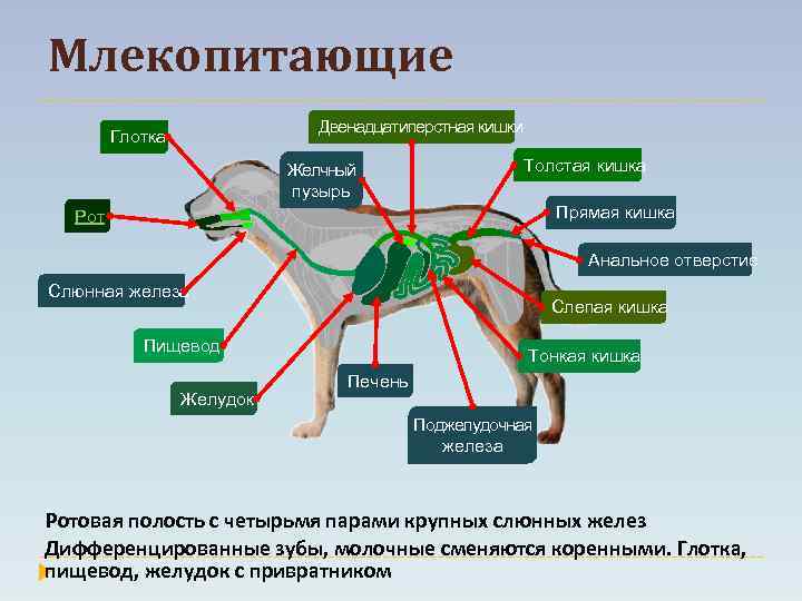 Жизнедеятельность животных