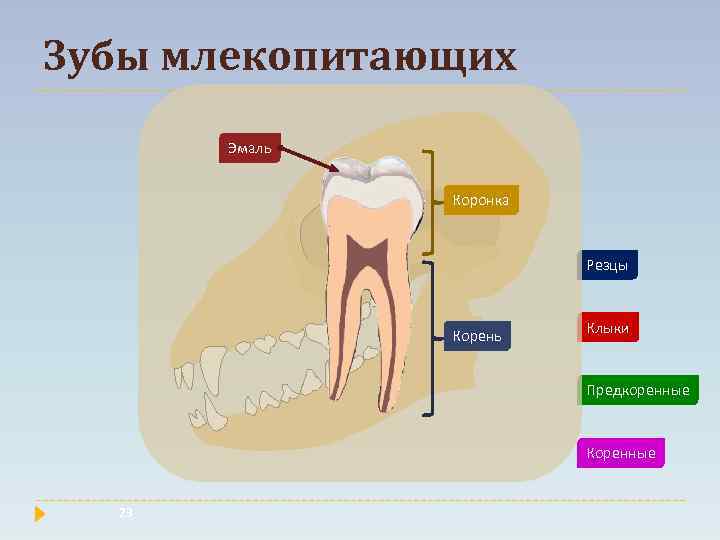 Зубы млекопитающих Эмаль Коронка Резцы Корень Клыки Предкоренные Коренные 23 