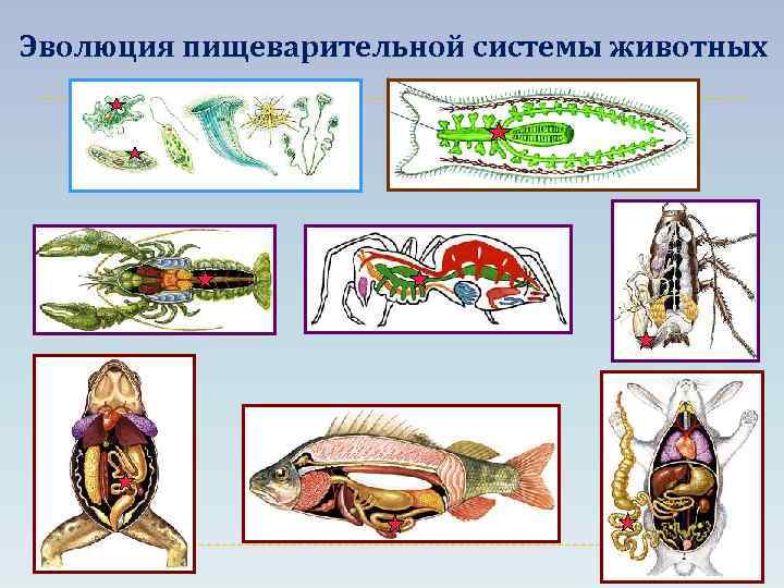 Эволюция пищеварительной системы животных 