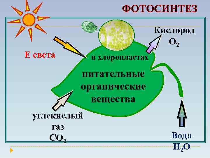 ФОТОСИНТЕЗ Кислород О 2 Е света в хлоропластах питательные органические вещества углекислый газ СО