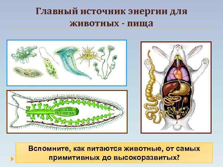 Жизнедеятельность животных. Основной источник энергии у животных. Основным источником энергии для животных являются…. Источник энергии для животных. Основной источник энергии у животных 6 класс.