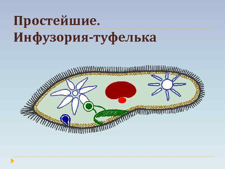 Простейшие. Инфузория-туфелька 