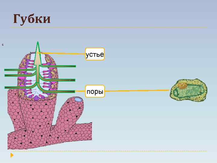 Губки 6 устье поры 