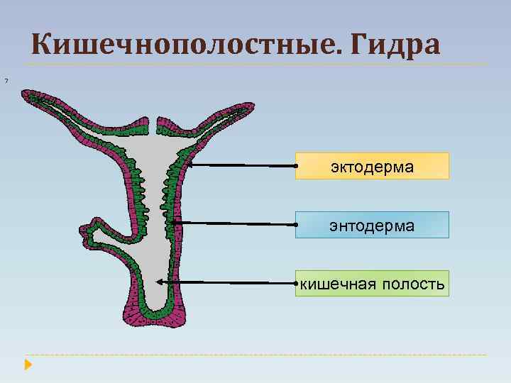 Кишечнополостные. Гидра 7 эктодерма энтодерма кишечная полость 