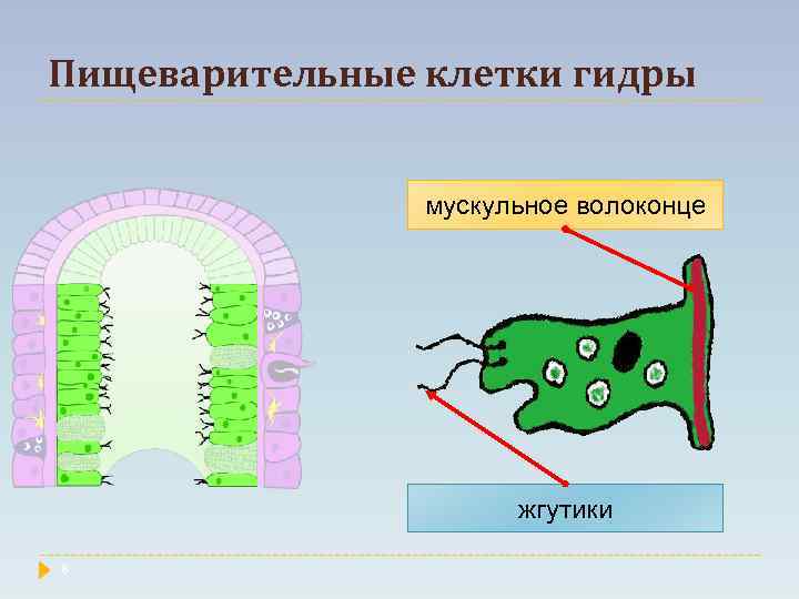 Пищеварительные клетки гидры мускульное волоконце жгутики 8 