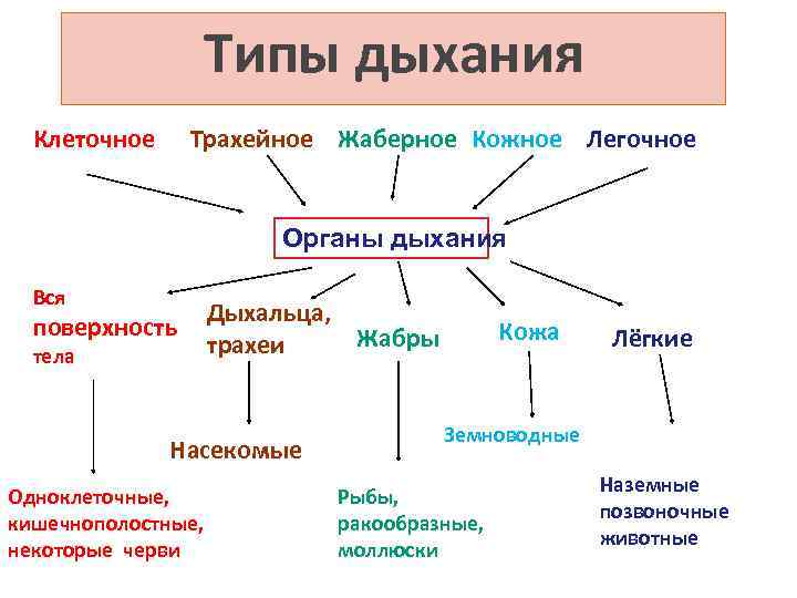 Типы дыхания Клеточное Трахейное Жаберное Кожное Легочное Органы дыхания Вся поверхность тела Дыхальца, Жабры