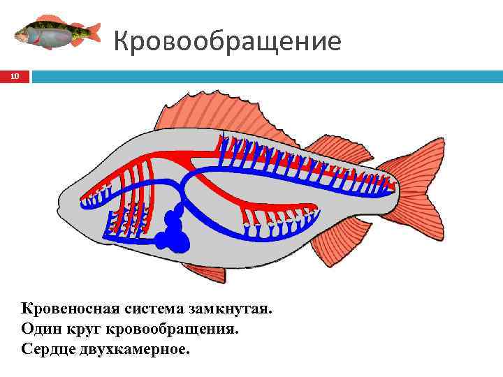 Кровообращение 10 Кровеносная система замкнутая. Один круг кровообращения. Сердце двухкамерное. 