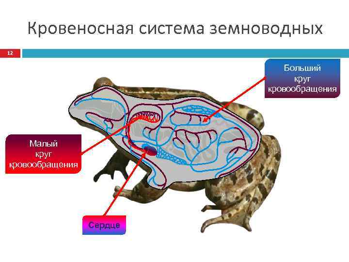 Кровеносная система земноводных 12 Больший круг кровообращения Малый круг кровообращения Сердце 