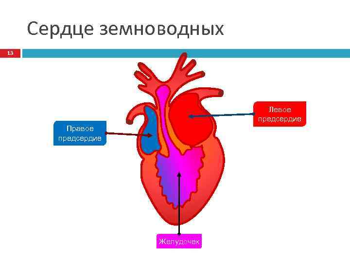 Характеристика сердца земноводных