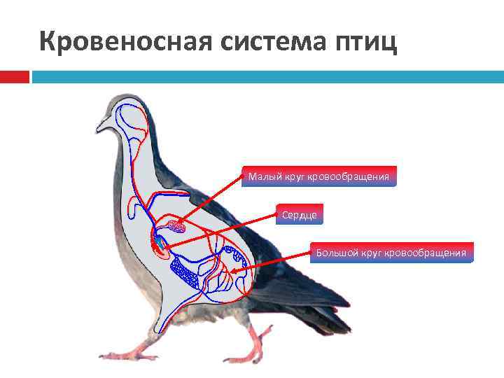 Кровеносная система птиц 17 Малый круг кровообращения Сердце Большой круг кровообращения 