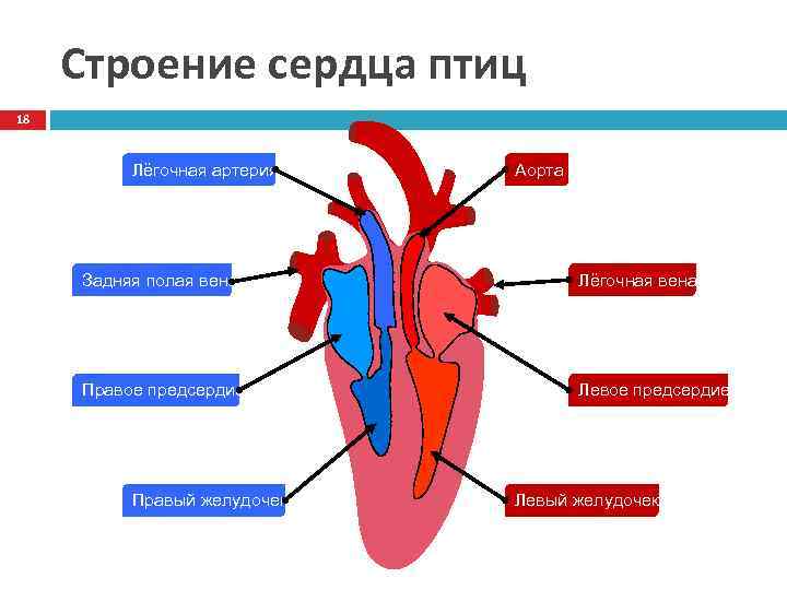 Строение сердца птиц 18 Лёгочная артерия Аорта Задняя полая вена Лёгочная вена Правое предсердие