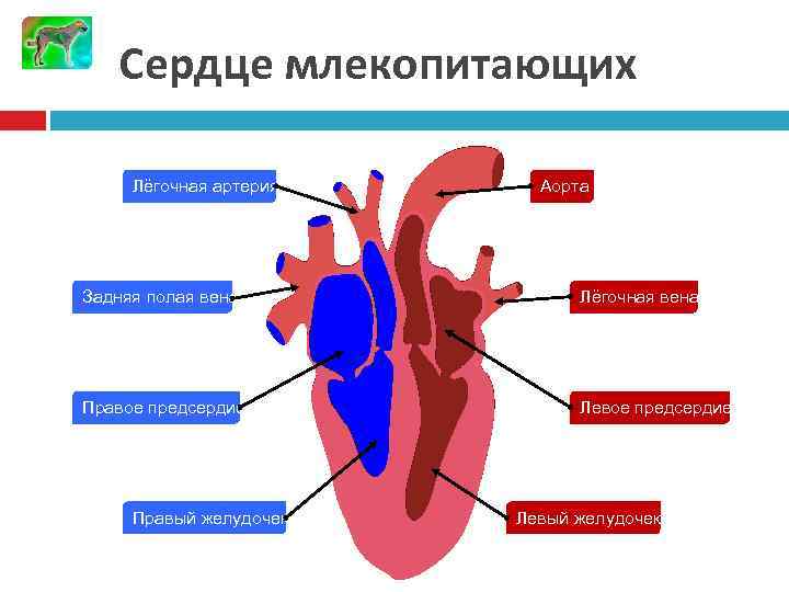 Сердце млекопитающих 20 Лёгочная артерия Аорта Задняя полая вена Лёгочная вена Правое предсердие Левое