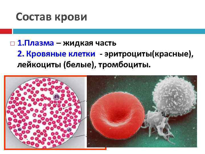 Состав крови 1. Плазма – жидкая часть 2. Кровяные клетки - эритроциты(красные), лейкоциты (белые),