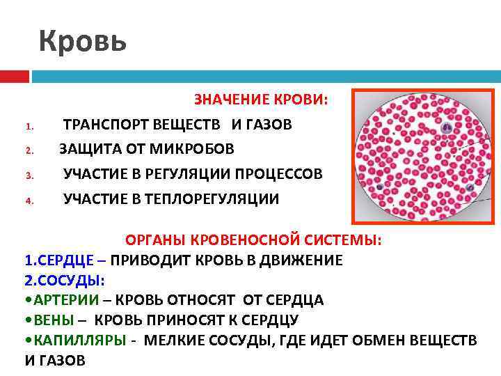 Кровь 1. 2. 3. 4. ЗНАЧЕНИЕ КРОВИ: ТРАНСПОРТ ВЕЩЕСТВ И ГАЗОВ ЗАЩИТА ОТ МИКРОБОВ