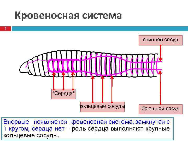 Кровеносная система впервые появилась у