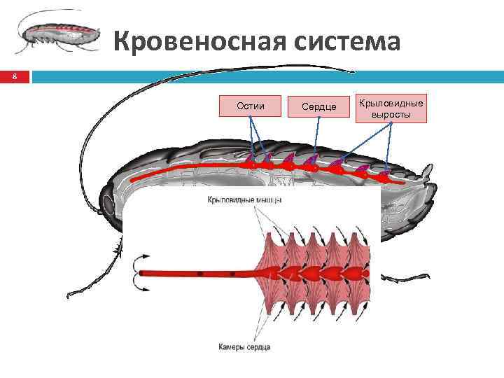 Кожно легочное дыхание