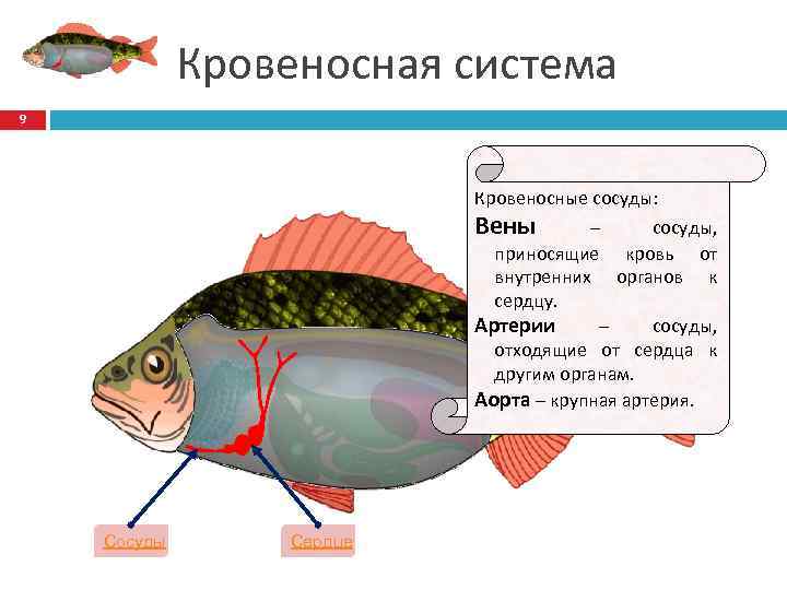 Кровеносная система 9 Кровеносные сосуды: Вены – сосуды, приносящие кровь от внутренних органов к