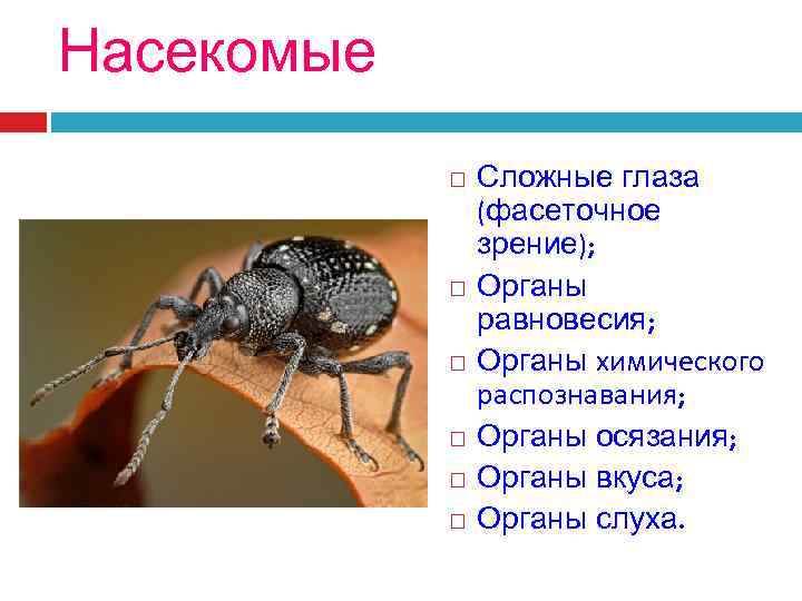 Сложные насекомые. Органы равновесия у насекомых. Органы химического распознавания у насекомых. Органы обоняния у насекомых. Органы осязания у насекомых располагаются на.