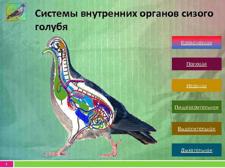 Орган дыхания голубя рисунок