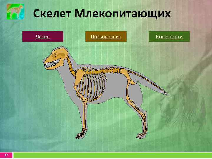 Скелет млекопитающих схема биология 7 класс таблица