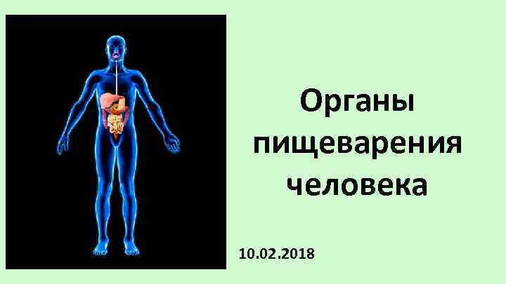 Органы пищеварения человека 10. 02. 2018 