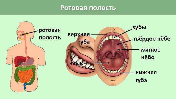 Ротовая полость ротовая полость верхняя губа язык зубы твёрдое нёбо мягкое нёбо нижняя губа