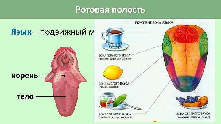 Ротовая полость Язык – подвижный мышечный орган. Покрыт слизистой оболочкой. корень тело Язык участвует