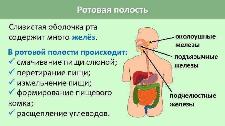 Ротовая полость Слизистая оболочка рта содержит много желёз. В ротовой полости происходит: ü смачивание