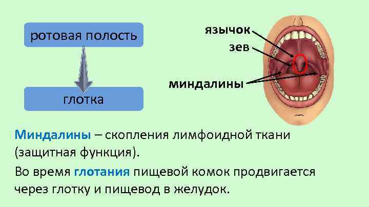 ротовая полость глотка язычок зев миндалины Миндалины – скопления лимфоидной ткани (защитная функция). Во