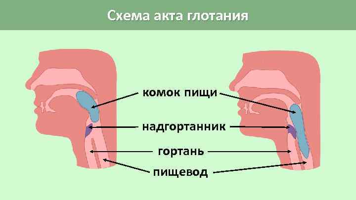 Схема акта глотания комок пищи надгортанник гортань пищевод 