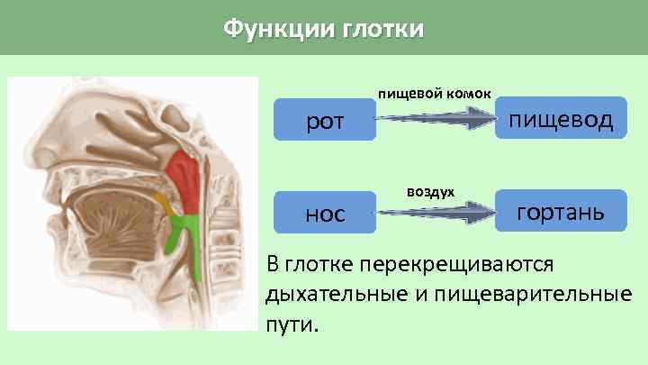 Функции глотки рот нос пищевой комок воздух пищевод гортань В глотке перекрещиваются дыхательные и