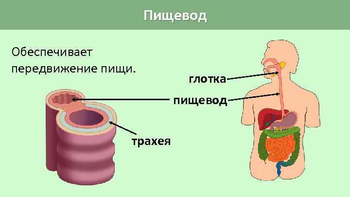 Пищевод Обеспечивает передвижение пищи. глотка пищевод трахея 