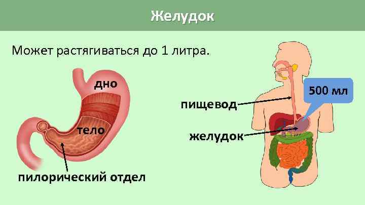 Желудок Может растягиваться до 1 литра. дно пищевод тело пилорический отдел желудок 500 мл