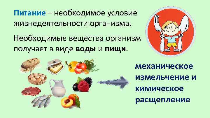 Питание – необходимое условие жизнедеятельности организма. Необходимые вещества организм получает в виде воды и