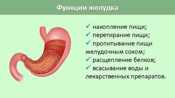 Функции желудка ü накопление пищи; ü перетирание пищи; ü пропитывание пищи желудочным соком; ü