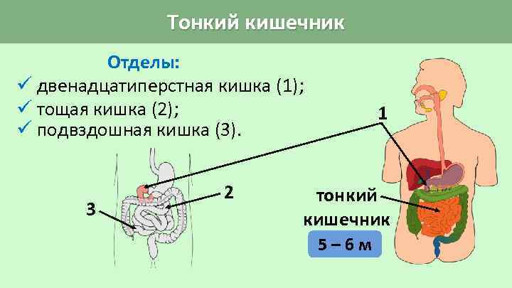 Тонкий кишечник Отделы: ü двенадцатиперстная кишка (1); ü тощая кишка (2); ü подвздошная кишка