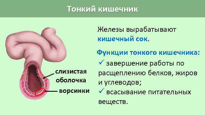 Презентация по биологии пищеварение в кишечнике