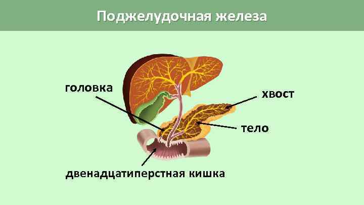 Поджелудочная железа головка хвост тело двенадцатиперстная кишка 