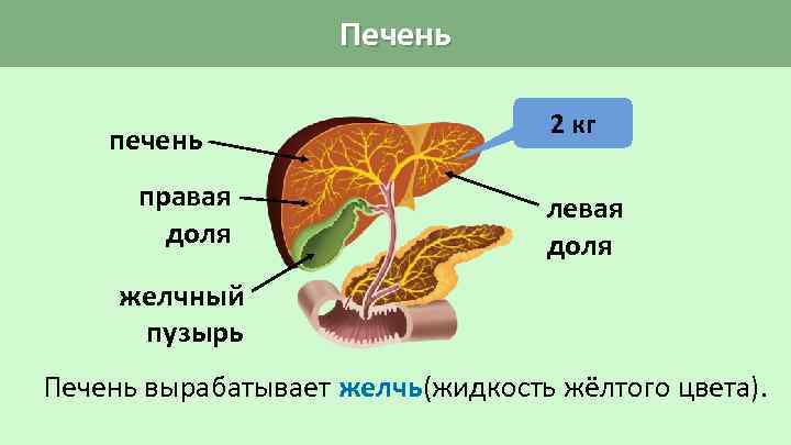 Печень правая доля 2 кг левая доля желчный пузырь Печень вырабатывает желчь(жидкость жёлтого цвета).