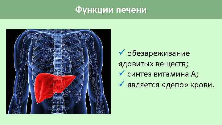 Функции печени ü обезвреживание ядовитых веществ; ü синтез витамина А; ü является «депо» крови.