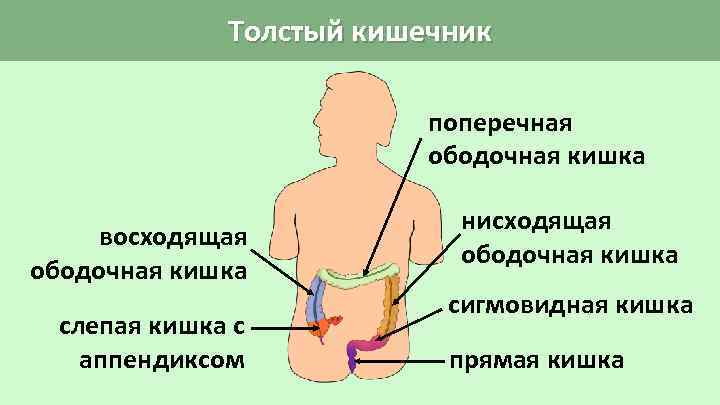 Толстый кишечник поперечная ободочная кишка восходящая ободочная кишка слепая кишка с аппендиксом нисходящая ободочная