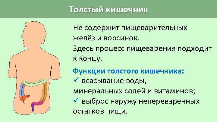 Непереваренные остатки пищи накапливаются в