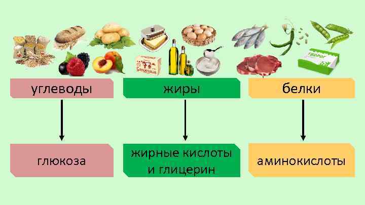 углеводы жиры белки глюкоза жирные кислоты и глицерин аминокислоты 