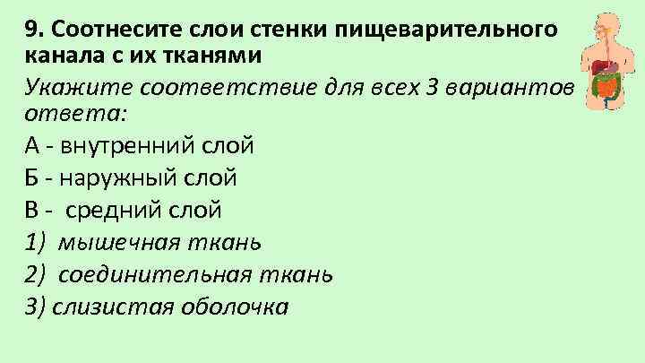 9. Соотнесите слои стенки пищеварительного канала с их тканями Укажите соответствие для всех 3